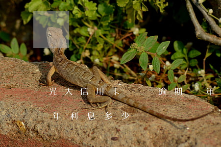 光大信用卡兩萬逾期一年(光大信用卡逾期三年利息多少)