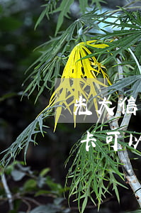 光大信用卡協(xié)商60期(光大信用卡可以協(xié)商60期還款嗎)