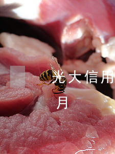 光大信用卡可以逾期半個月嗎(光大逾期一個月)