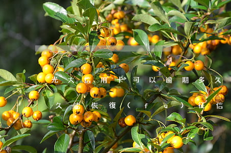 光大信用卡可以逾期多久(光大信用卡逾期多久能恢復(fù)征信)