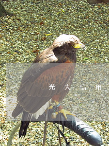 光大信用卡可以額外透支嗎
