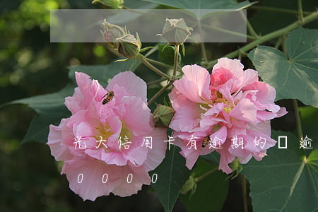 光大信用卡有逾期的嗎(逾期欠光大信用卡80000)