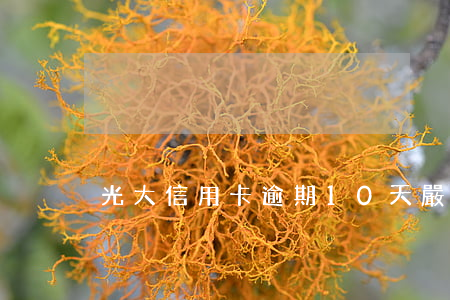 光大信用卡逾期10天嚴(yán)重不