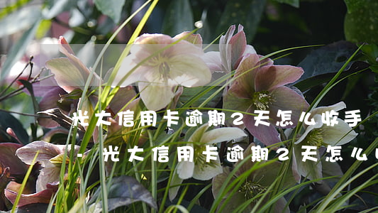 光大信用卡逾期2天怎么收手續(xù)費-光大信用卡逾期2天怎么收手續(xù)費呢