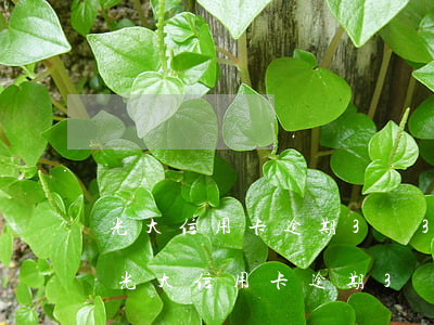 光大信用卡逾期3萬3個(gè)月銀行-光大信用卡逾期3萬3個(gè)月銀行會(huì)起訴嗎