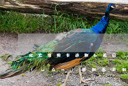 光大信用卡逾期6天已還清(光大信用卡7萬(wàn)逾期五天利息)