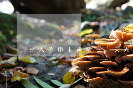 光大信用卡逾期一兩天(光大信用卡 逾期一天)