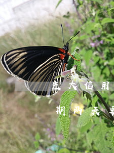 光大信用卡逾期一天算逾期吗(光大银行卡逾期两天要多少钱)