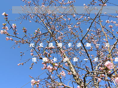 光大信用卡逾期一天還款怎么算利息-光大信用卡逾期一天還款怎么算利息的