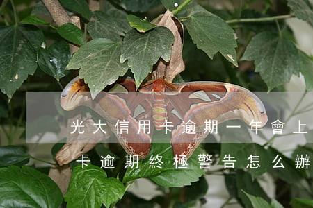 光大信用卡逾期一年會上門(被光大銀行信用卡逾期終極警告怎么辦?)