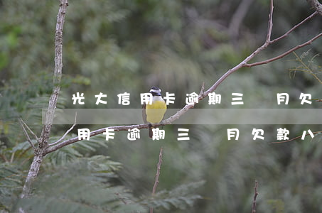 光大信用卡逾期三個月欠款八千多-光大信用卡逾期三個月欠款八千多怎么辦