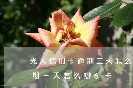 光大信用卡逾期三天怎么辦6(光大信用卡逾期三天怎么辦6卡)