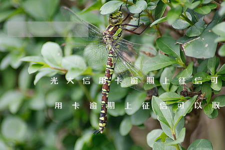 光大信用卡逾期上征信可以取消嗎-光大信用卡逾期上征信可以取消嗎怎么辦