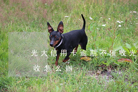 光大信用卡逾期不催收(光大信用卡逾期不催收怎么辦)