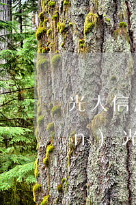 光大信用卡逾期了沒發(fā)現(xiàn)(光大信用卡逾期多久能恢復(fù)征信)