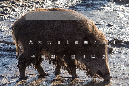 光大信用卡逾期了還可以協商嗎-光大信用卡逾期了還可以協商嗎