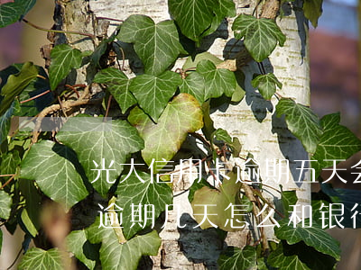 光大信用卡逾期五天会上征信吗-光大信用逾期几天怎么和银行解释不影响征信