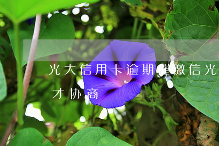 光大信用卡逾期催缴信(光大信用卡逾期多久才协商)