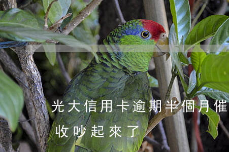 光大信用卡逾期半個月催收(和光大信用卡催收吵起來了)
