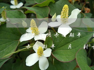 光大信用卡逾期半個月會封卡嗎-光大信用卡逾期半個月會封卡嗎怎么辦