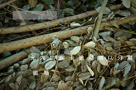 光大信用卡逾期可以分期么(光大信用卡7萬逾期)