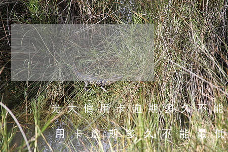 光大信用卡逾期多久不能最低還款-光大信用卡逾期多久不能最低還款呢