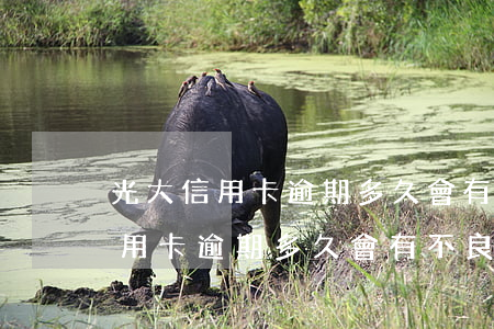 光大信用卡逾期多久會有不良記錄-光大信用卡逾期多久會有不良記錄呢