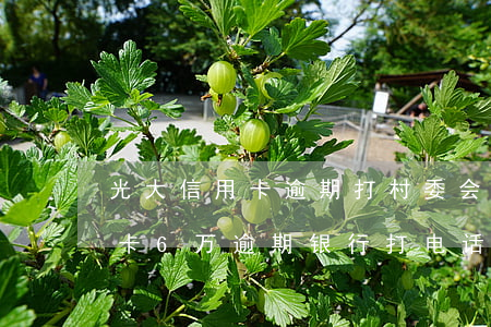 光大信用卡逾期打村委会电话么-光大信用卡6万逾期银行打电话要报案是真的吗