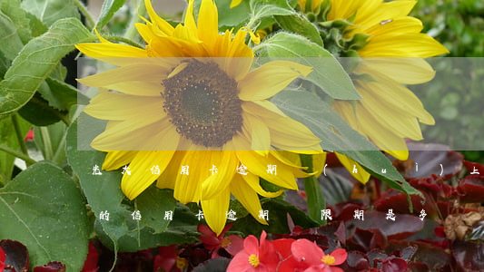 光大信用卡逾期會(huì)上征信嗎(光大的信用卡逾期寬限期是多長時(shí)間上征信)