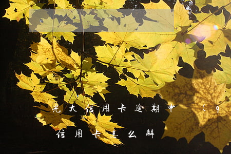 光大信用卡逾期申請(qǐng)解凍(光大信用卡怎么解凍)