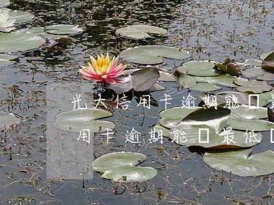 光大信用卡逾期能還最低還款額嗎-光大信用卡逾期能還最低還款額嗎