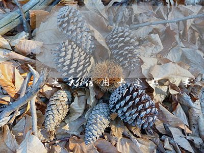 光大信用卡逾期變呆賬(光大信用卡 逾期)