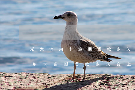 光大信用卡逾期还款多久会上征信-光大信用卡逾期还款多久会上征信报告
