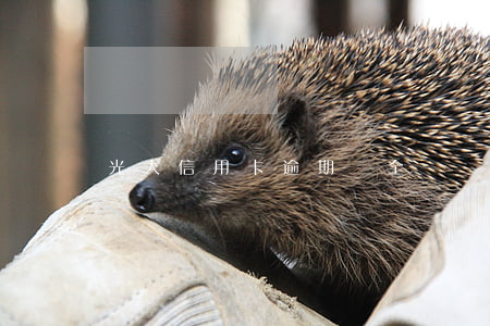 光大信用卡逾期還全額還款
