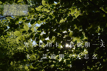 光大信用卡還款逾期一天怎么辦-光大信用卡還款逾期一天怎么辦理