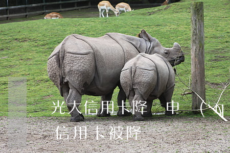 光大信用卡降額申請(qǐng)逾期(光大信用卡被降額)