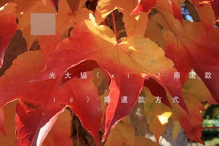 光大協(xié)商還款怎么樣(光大協(xié)商還款方式)