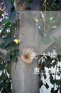 光大樂惠金卡逾期一年有什么后果-光大樂惠金卡逾期一年有什么后果嗎