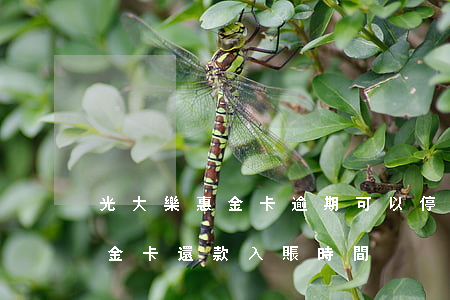 光大樂惠金卡逾期可以停息掛賬嗎(光大樂惠金卡還款入賬時間)