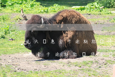 光大樂惠金卡逾期能夠停息掛賬嗎-光大樂惠金卡逾期能夠停息掛賬嗎