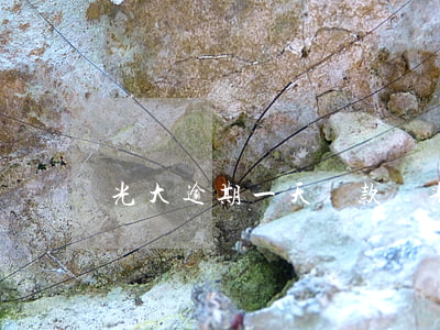 光大逾期一天還款嗎(光大逾期半年了怎么辦)