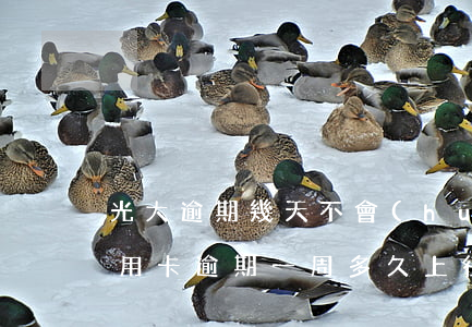 光大逾期幾天不會(huì)上征信（光大信用卡逾期一周多久上征信）