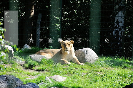 光大逾期死活不減免