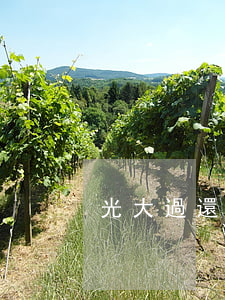 光大過還款日五天算逾期