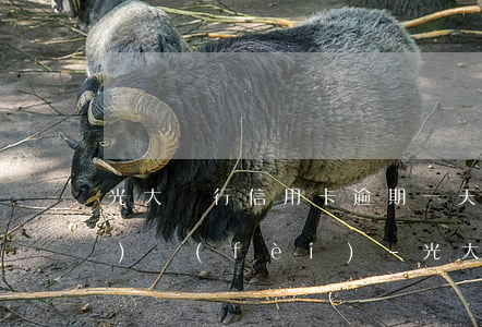 光大銀行信用卡逾期一天扣多少手續(xù)費(fèi)-光大銀行信用卡逾期一天扣多少手續(xù)費(fèi)啊