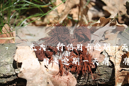 光大銀行信用卡逾期一天還款記錄(光大銀行信用卡逾期一天有沒有影響?)