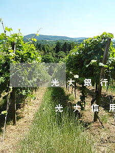 光大銀行信用卡逾期七個(gè)月怎么辦 光大信用卡7萬(wàn)逾期五天利息