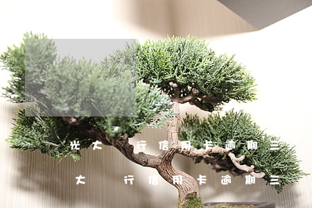 光大銀行信用卡逾期三個(gè)月后果(光大銀行信用卡逾期三個(gè)月后果怎么樣)