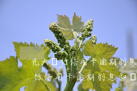 光大銀行信用卡逾期利息和滯納金-光大銀行信用卡逾期利息和滯納金怎么算