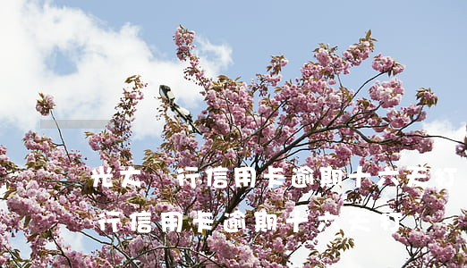 光大銀行信用卡逾期十六天打電話-光大銀行信用卡逾期十六天打電話催收